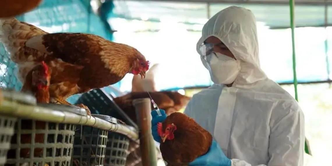 Especialistas de la UNAM advierten sobre gripe aviar H5N1