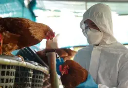 Especialistas de la UNAM advierten sobre gripe aviar H5N1