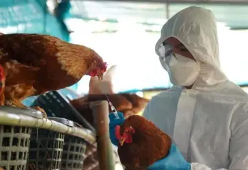 Especialistas de la UNAM advierten sobre gripe aviar H5N1