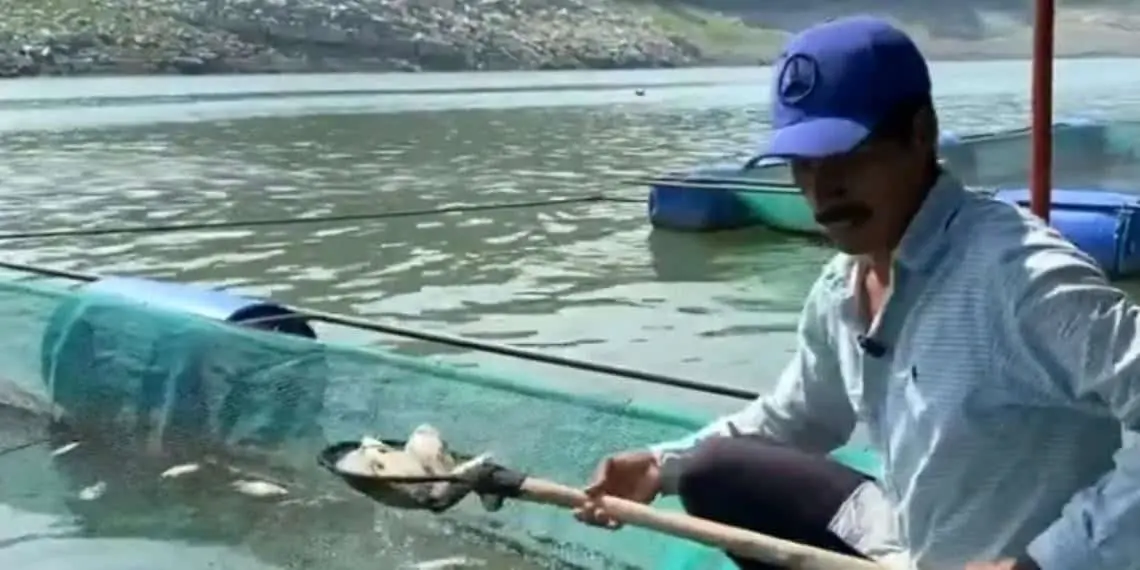 Infección bacteriana golpea la acuicultura en Chiapas