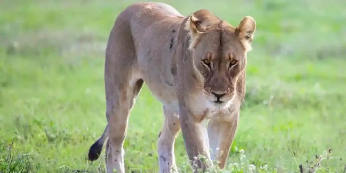 Joven de 19 años fallece tras ser atacado por leona en zoológico de Brasil