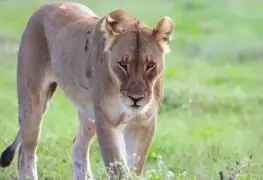 Joven de 19 años fallece tras ser atacado por leona en zoológico de Brasil