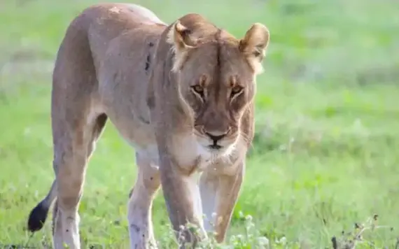 Joven de 19 años fallece tras ser atacado por leona en zoológico de Brasil