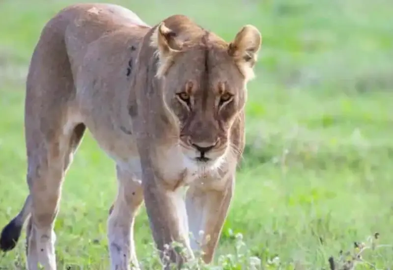 Joven de 19 años fallece tras ser atacado por leona en zoológico de Brasil