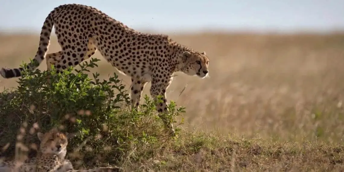 Reproducción asistida clave para salvar a los guepardos