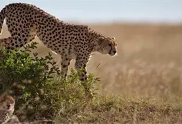 Reproducción asistida clave para salvar a los guepardos