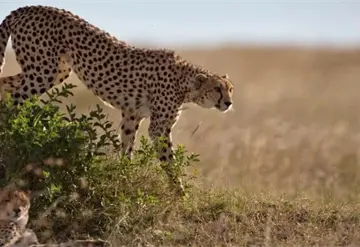Reproducci&oacute;n asistida clave para salvar a los guepardos