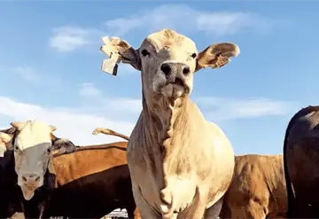 Alerta epidemiol&oacute;gica por brote de miasis en humanos en M&eacute;xico