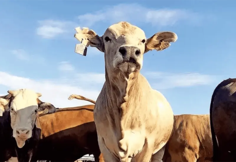 Alerta epidemiológica por brote de miasis en humanos en México