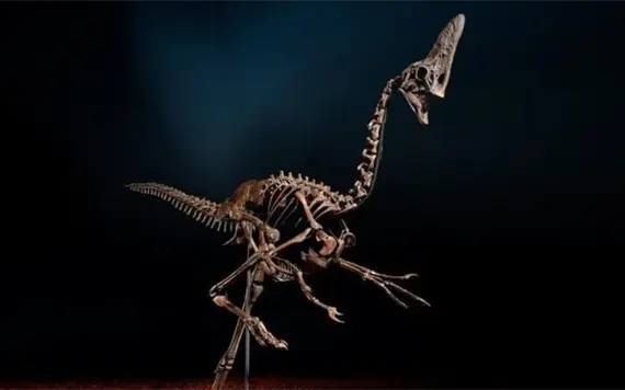 Subasta f&oacute;sil de dinosaurio de 68 millones de a&ntilde;os
