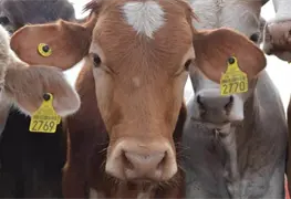 No habr&aacute; impunidad en tr&aacute;fico de aretes