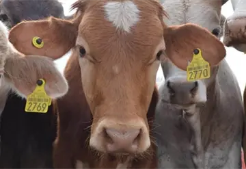 No habr&aacute; impunidad en tr&aacute;fico de aretes