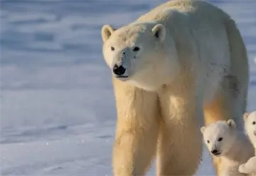 Adopci&oacute;n entre osos polares conmueve en Manitoba
