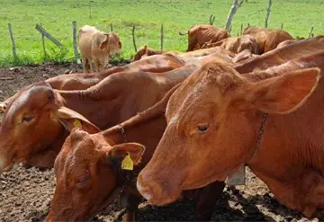 Barrenador deja golpe econ&oacute;mico