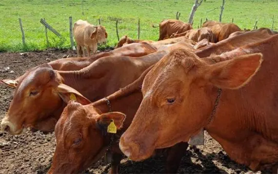 Barrenador deja golpe econ&oacute;mico