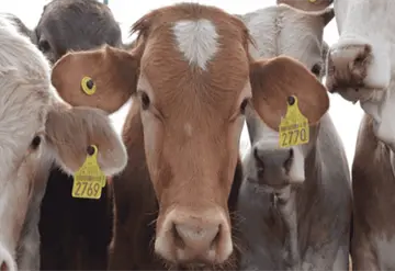 Investiga FGE mercado negro de aretes ganaderos