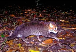 Reaparece en Tailandia el gato cabeza plana, especie extinta