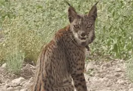 Reproducci&oacute;n asistida para linces ib&eacute;ricos