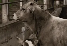 M&eacute;xico enfrenta 698 casos activos de gusano barrenador del ganado