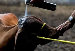 Plaga larval devastadora detectada en ganado mexicano