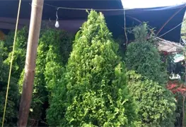 Campa&ntilde;a ambiental en Tabasco Reciclaje de pinos navide&ntilde;os