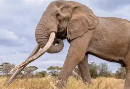 Kenia llora la p&eacute;rdida de su elefante emblem&aacute;tico con colmillos gigantes