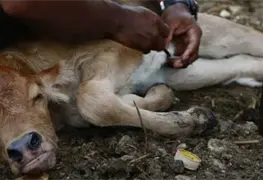 Disminuyen casos de gusano barrenador