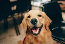 Investigaci&oacute;n sorprendente sobre las habilidades caninas en el aprendizaje de palabras