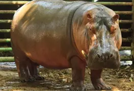 Centro YUMKA informa sobre el fallecimiento del hipop&oacute;tamo Rufino