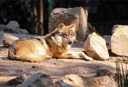 Llegan cinco lobos mexicanos al santuario en Zool&oacute;gico de Durango