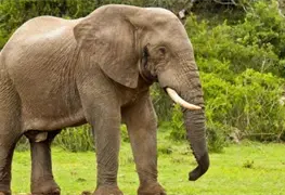 Elefante rampante siembra p&aacute;nico en Jharkhand