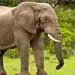 Elefante rampante siembra p&aacute;nico en Jharkhand
