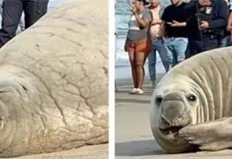 Presencia inusual de Elefante Marino en Los Ayala, Nayarit