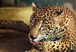 Avistado Jaguar de Gran Tama&ntilde;o en Tacotalpa