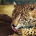 Avistado Jaguar de Gran Tama&ntilde;o en Tacotalpa