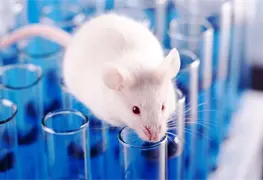 Investigadores espa&ntilde;oles eliminan C&aacute;ncer de P&aacute;ncreas en ratones