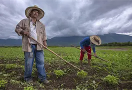 AGRICULTURA y Verde Valle acuerdan compra de frijol a precio justo