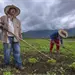 AGRICULTURA y Verde Valle acuerdan compra de frijol a precio justo