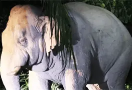 Elefante Oyewan causa tercera muerte en Tailandia