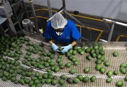 Michoac&aacute;n exporta ciento veinte mil toneladas de aguacate para el Super Bowl