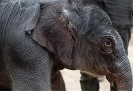 Zool&oacute;gico Nacional del Smithsonian celebra nacimiento de elefante asi&aacute;tico