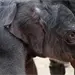 Zool&oacute;gico Nacional del Smithsonian celebra nacimiento de elefante asi&aacute;tico