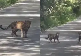 Avistan dos jaguares cruzando carretera cerca de Calakmul en Campeche