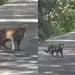 Avistan dos jaguares cruzando carretera cerca de Calakmul en Campeche