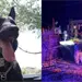 Perrito Polic&iacute;a Vico es un H&eacute;roe Ca&iacute;do en Defensa de V&iacute;ctimas de Violencia Familiar