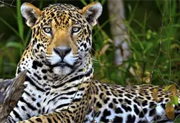 El jaguar lucha por sobrevivir en M&eacute;xico