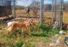 Rescatan Leona y Tigre en Abandono Extremo en Michoac&aacute;n