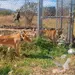 Rescatan Leona y Tigre en Abandono Extremo en Michoac&aacute;n