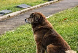 Ley en Brasil permite entierro de mascotas en cementerios familiares