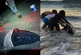 Rescatan Ballenato Jorobado Varado en Oaxaca